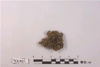 藏品(石地錢屬)的圖片